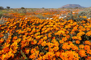 Colorful blooming Namaqualand daisies (Dimorphotheca sinuata), Northern Cape, South Africa.
