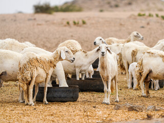 goat and sheep fram in saudi arabia desert