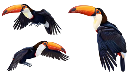 Foto auf Leinwand Tropical toucan bird collection (portrait, sitting, flying) isolated on white background, animal bundle © Ziyan