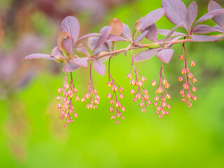 Bush of barberry in the spring with dark red leaves and small flowers. Branches of bushes with...