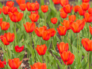 Obraz premium Colorful red tulips blossom in spring garden