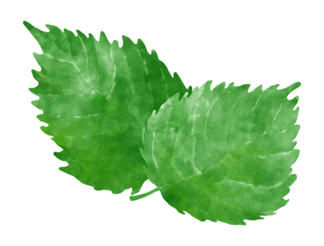 紫蘇の葉のイラスト