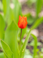 Naklejka premium Colorful red tulips blossom in spring garden