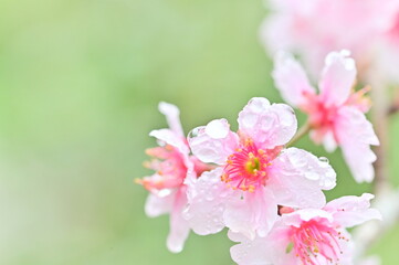 After spring rain, cherry blossoms shine with raindrops, contrasting beautifully with green leaves. Witness this stunning sight that's sure to uplift your spirits.