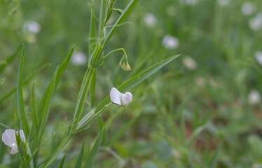 Closeup of Grass Pea Flower or Chickling Vetch Plant with Copy Space, Also Known as Lathyrus Sativus, Cicerchia, Blue Sweet Pea