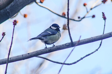 Little Titmouse in the spring on a tree