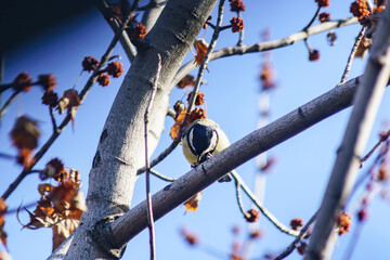 Little Titmouse in the spring on a tree