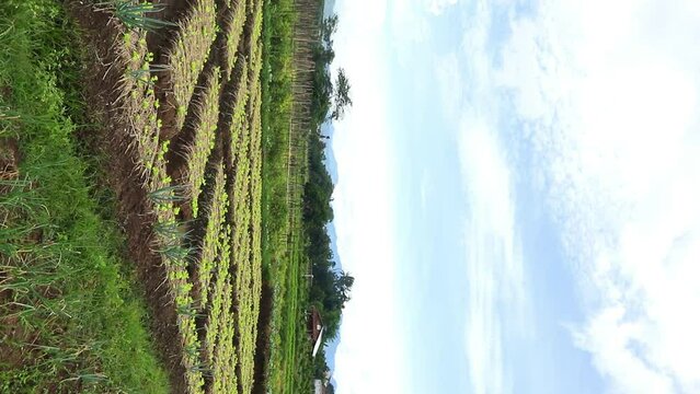 The fields are plotted before planting various vegetables. Located in the Batu plantation area, East Java, Indonesia.