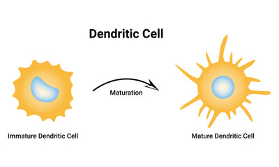 Dendritic Cell Science Design Vector Illustration Diagram