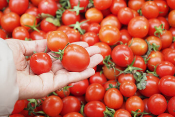 women Choose ripe tomato in market