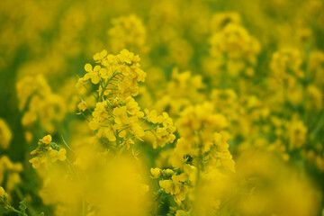 菜の花畑の色彩