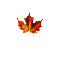 Maple leaf illustration png.