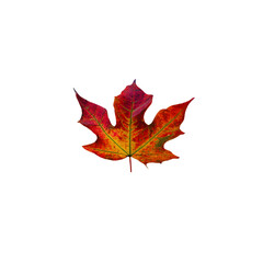Fototapeta premium Maple leaf illustration png.