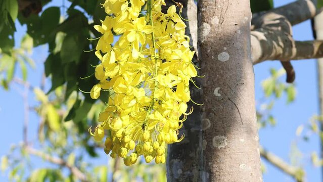 Golden Chain Tree Blooming in Spring