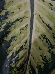 Caladium andreanum Bogner. Caladium bicolor spotted leaves with attractive colors white yellow grow in the bank or the river beautiful fresh plant.