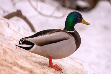 An adult drake stands on an icy surface. Side view.