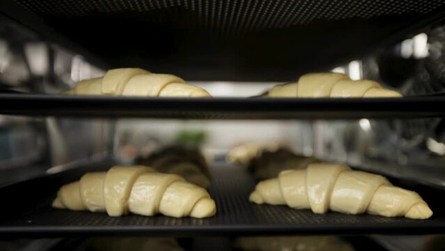 Fresh croissants on trays in bakery proofing rack, dough rising before baking, selective focus, shallow depth of field