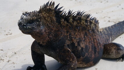 iguana on the beach