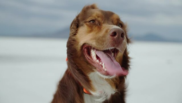 Closeup of beautiful brown and white dog with tongue out flapping in wind