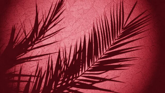 plant shade over wall moving from summer breeze , looping sequence 3d rendering animation red background