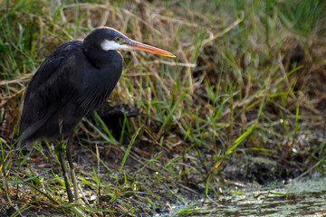 Fototapeta premium Aigrette à l'affût sur les rives d'un étang