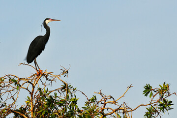 Aigrette perchée sur la cime d'un arbre