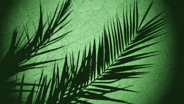 plant shade over wall moving from summer breeze , looping sequence 3d rendering animation green  background