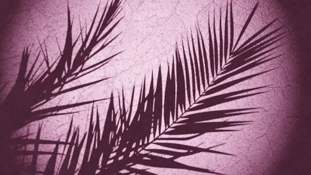 plant shade over wall moving from summer breeze , looping sequence 3d rendering animation pink background