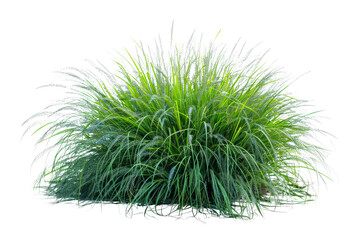 
Bush of blooming ornamental grass isolated on white background Realistic daytime first person perspective