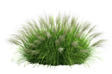 
Bush of blooming ornamental grass isolated on white background Realistic daytime first person perspective