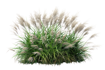 
Bush of blooming ornamental grass isolated on white background Realistic daytime first person perspective