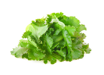 Butter head Lettuce isolated on white background