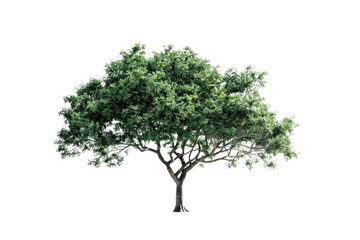 
big tree isolated on white background Real daytime first person perspective