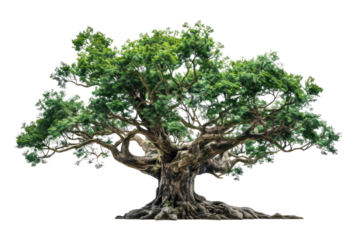 
big tree isolated on white background Real daytime first person perspective