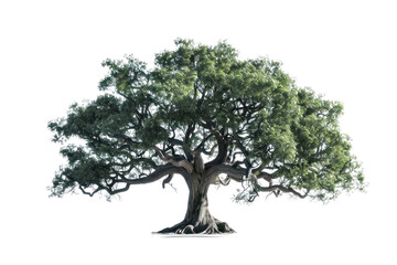 Obraz premium big tree isolated on white background Real daytime first person perspective
