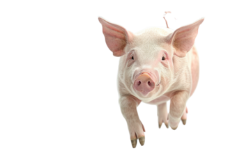 
A white background showcasing a 3 dimensional depiction of a pig in motion Realistic daytime first person perspective