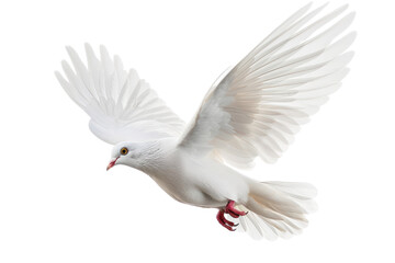 Fototapeta premium A free flying white dove isolated on a white background. AI realistic daytime first person perspective