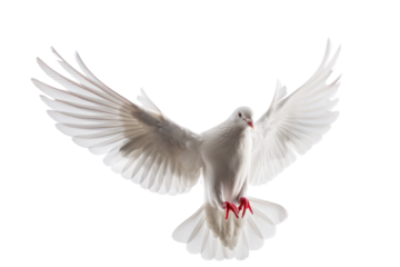 
A free flying white dove isolated on a white background. AI realistic daytime first person perspective