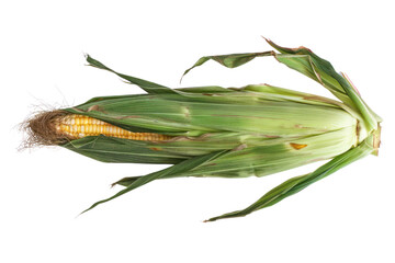 
Isolated white background with fresh corn using clipping path. Real daytime first person perspective