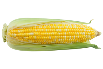 
Isolated white background with fresh corn using clipping path. Real daytime first person perspective