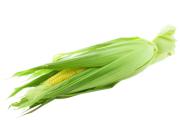 
Isolated white background with fresh corn using clipping path. Real daytime first person perspective
