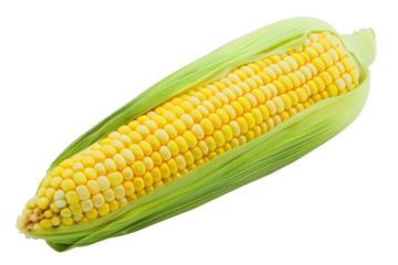 
Isolated white background with fresh corn using clipping path. Real daytime first person perspective
