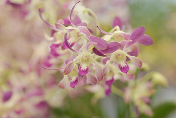 Close-up of soft purple-white Dendrobium orchid flowers blooming in the tropical garden on a...