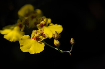 Close-up of vibrant yellow Oncidium orchid flowers blooming with light and shadow on a dark...