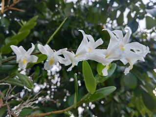 Pigeon orchid orchids grow wild on tree trunks