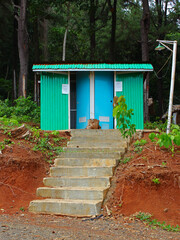 Fototapeta na wymiar Stairs leading to public toilets with forest background.