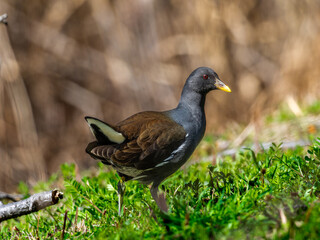 地面を歩くバン