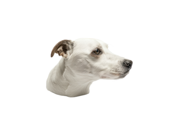 
Isolated image of dog head against white background. Real daytime first person perspective