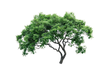 
High definition collection Tree isolated on a white background Real daytime first person perspective