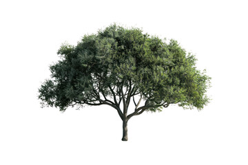 Obraz premium High definition collection Tree isolated on a white background Real daytime first person perspective